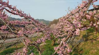 달맛햇복숭아농원님의 2024년 농사 계획은? · 참여글 작성글 사진