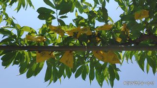 달맛햇복숭아농원님의 2024년 농사 계획은? · 참여글 작성글 사진