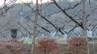 달맛햇복숭아농원님의 2024년 농사 계획은? · 참여글 작성글 사진