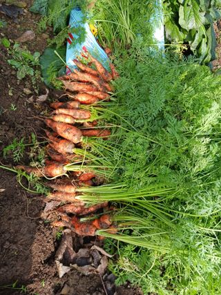 대전댁입니다님의 2024년 농사 계획은? · 참여글 작성글 사진