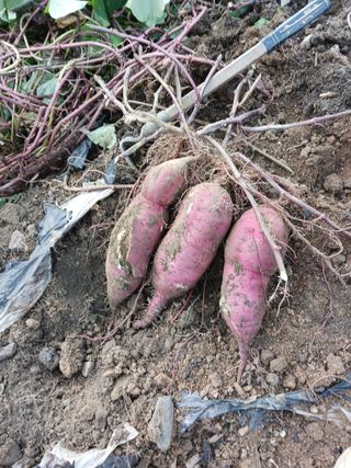 대전댁입니다님의 2024년 농사 계획은? · 참여글 작성글 사진