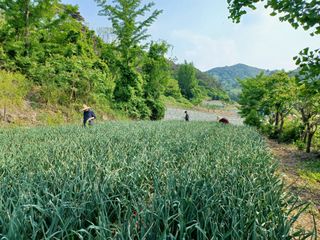 오이19227님의 2024년 농사 계획은? · 참여글 작성글 사진