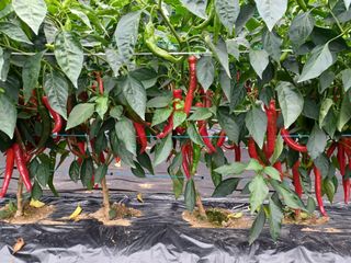 오이19227님의 2024년 농사 계획은? · 참여글 작성글 사진