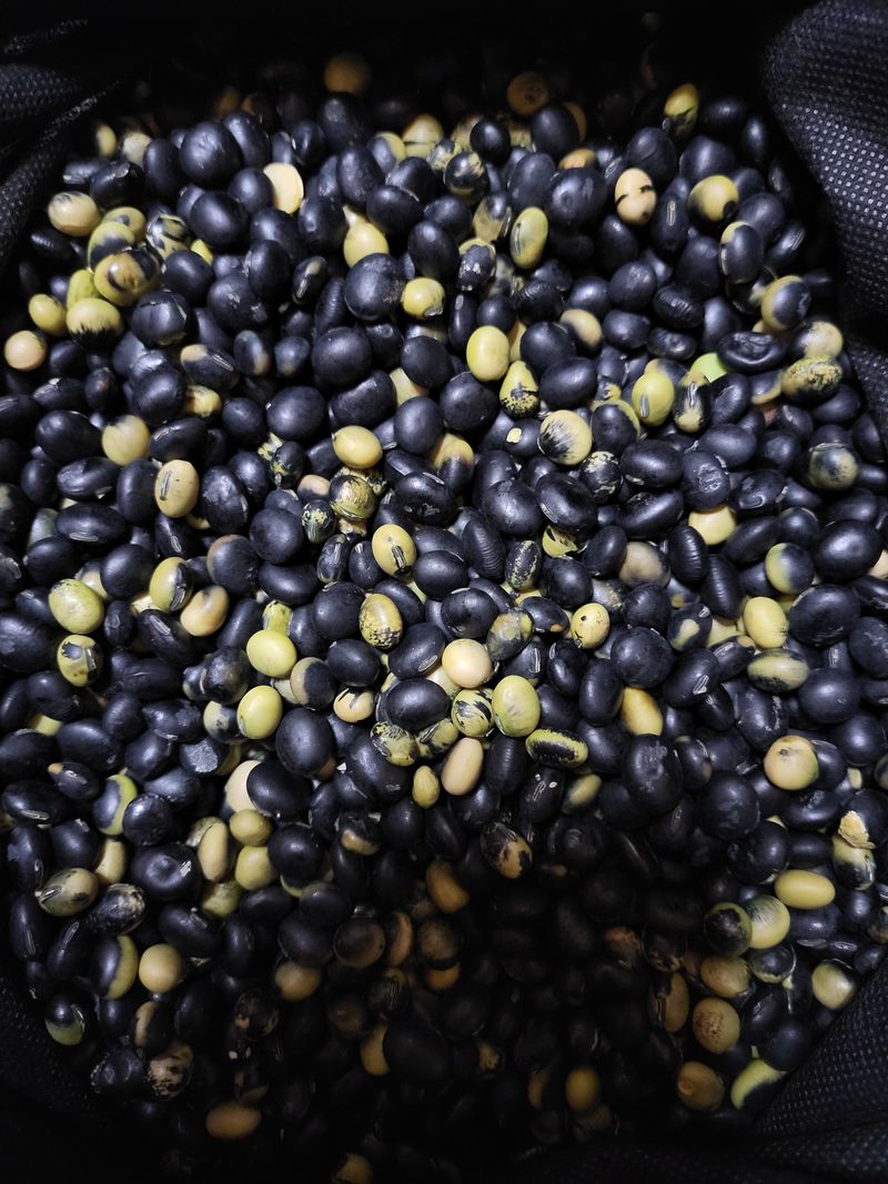 예비역님의 장터 판매 상품 [선비콩+서리태콩  혼합 1kg] 첨부 사진