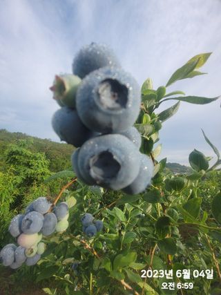 동우농장(김대욱)님의 2024년 농사 계획은? · 참여글 작성글 사진
