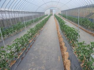 엘림농장님의 2024년 농사 계획은? · 참여글 작성글 사진