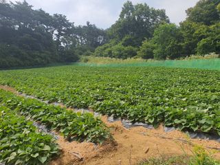 엘림농장님의 2024년 농사 계획은? · 참여글 작성글 사진