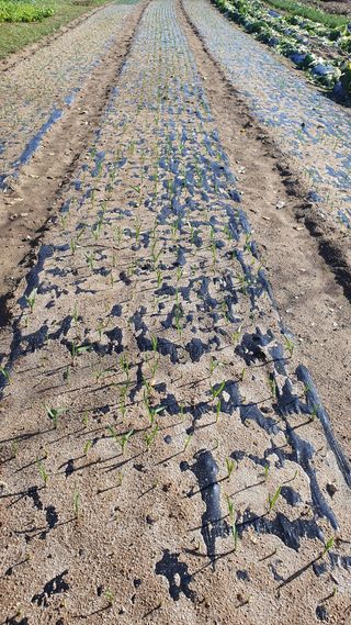 권오술하지마koss님의 2024년 농사 계획은? · 참여글 작성글 사진