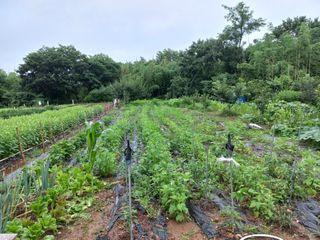 신토불이자연인님의 2024년 농사 계획은? · 참여글 작성글 사진