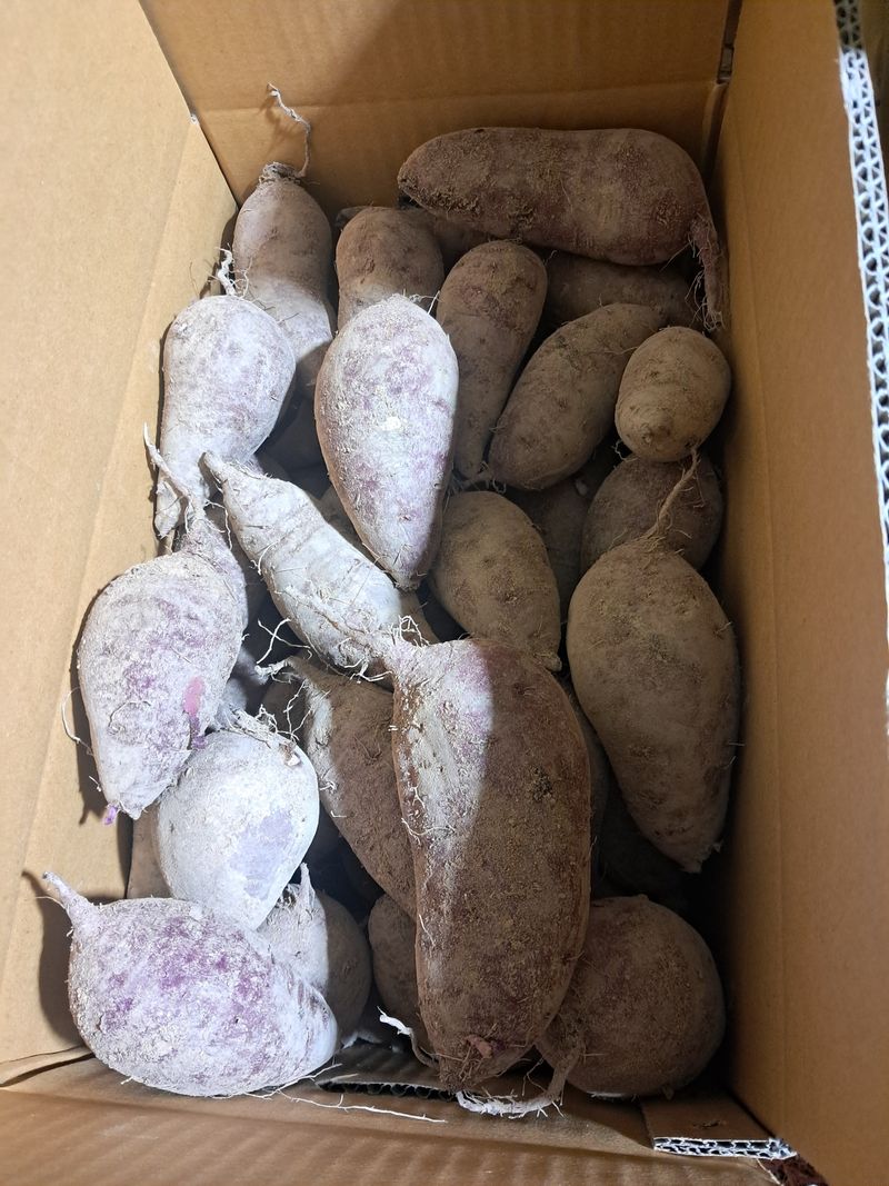 장터 상품 [꿀밤고구마. 10킬로ㅡ종료] 썸네일