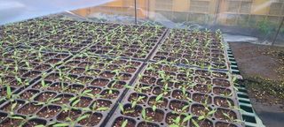 정오농장님의 자유주제 · 자유게시판 작성글 사진