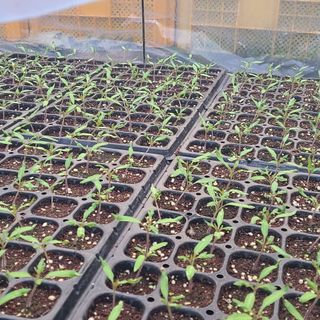 정오농장님의 자유주제 · 자유게시판 작성글 사진