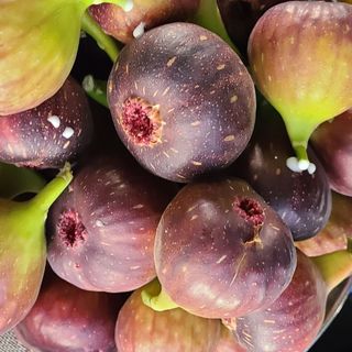 정오농장님의 자유주제 · 자유게시판 작성글 사진