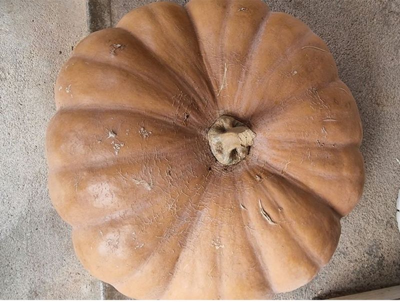 정석범님의 장터 판매 상품 [호박즙] 첨부 사진