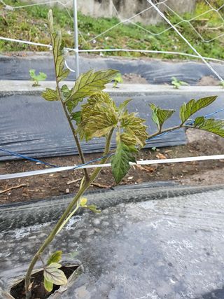 고동휘님의 토마토 · 병해충상담 작성글 사진