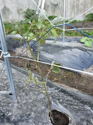 고동휘님의 토마토 · 병해충상담 작성글 사진