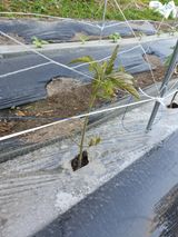 팜모닝 토마토·병해충상담 게시글 이미지