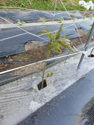 고동휘님의 토마토 · 병해충상담 작성글 사진