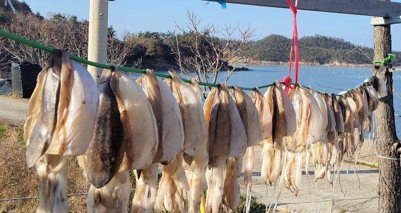 장터 상품 [매진/여름에 만나요                     ㆍ     갑오징어 반건조 대중소 합40미] 썸네일