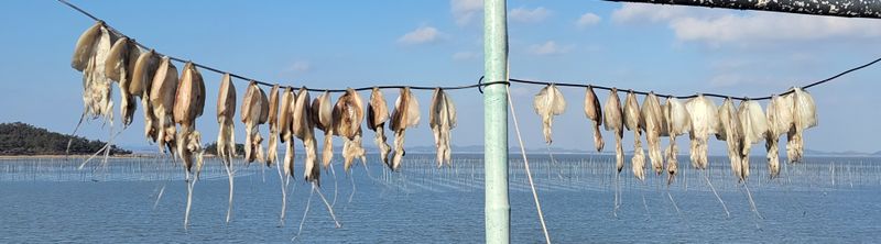 딴따라농부님의 장터 판매 상품 [매진/여름에 만나요                     ㆍ     갑오징어 반건조 대중소 합40미] 첨부 사진