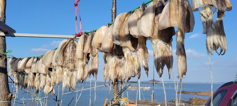 딴따라농부님의 장터 판매 상품 [매진/여름에 만나요                     ㆍ     갑오징어 반건조 대중소 합40미] 첨부 사진