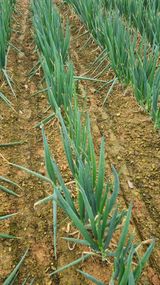 팜모닝 파·병해충상담 게시글 이미지