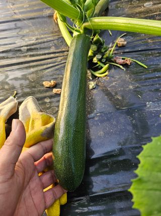 쥬키니대장님의 2024년 농사 계획은? · 참여글 작성글 사진