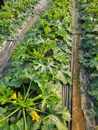 쥬키니대장님의 2024년 농사 계획은? · 참여글 작성글 사진