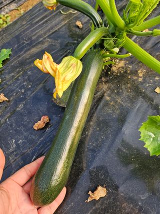 쥬키니대장님의 2024년 농사 계획은? · 참여글 작성글 사진