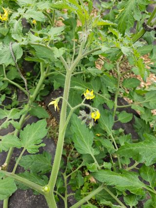 나주 건고추님의 2024년 농사 계획은? · 참여글 작성글 사진