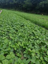 팜모닝 2024년 농사 계획은?·참여글 게시글 이미지