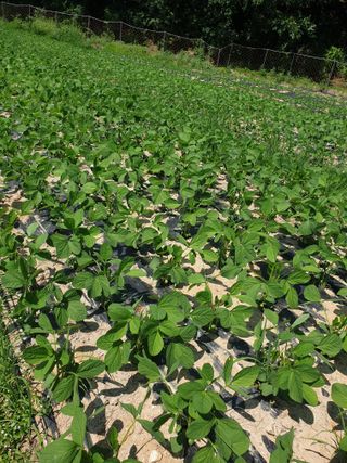 오숙님의 2024년 농사 계획은? · 참여글 작성글 사진