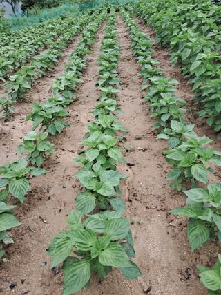 김재희님의 2024년 농사 계획은? · 참여글 작성글 사진