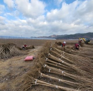 일심묘목농원님의 기타작물 · 자유게시판 작성글 사진