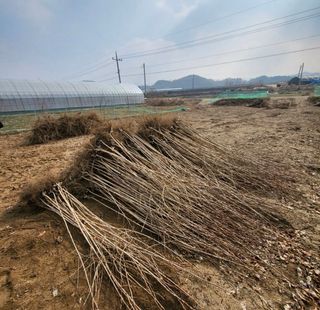 일심묘목농원님의 기타작물 · 자유게시판 작성글 사진