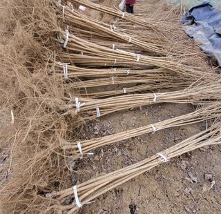 일심묘목농원님의 기타작물 · 자유게시판 작성글 사진