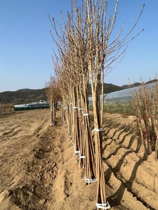 일심묘목농원님의 기타작물 · 자유게시판 작성글 사진