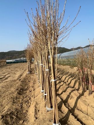 일심묘목농원님의 기타작물 · 자유게시판 작성글 사진