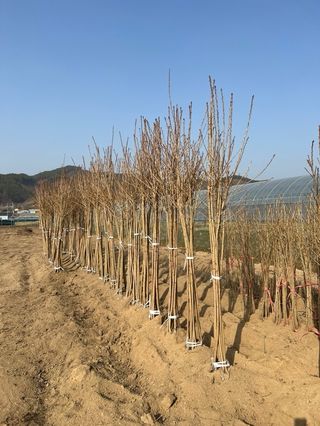 일심묘목농원님의 기타작물 · 자유게시판 작성글 사진