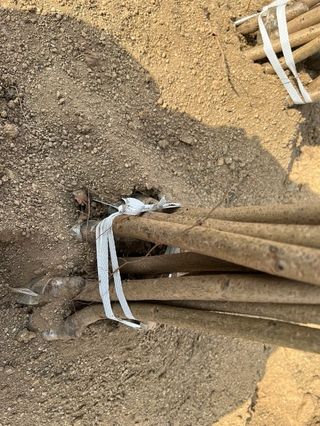 일심묘목농원님의 기타작물 · 자유게시판 작성글 사진