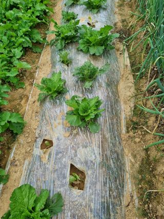 내갈길내가개척님의 2024년 농사 계획은? · 참여글 작성글 사진