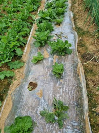 내갈길내가개척님의 2024년 농사 계획은? · 참여글 작성글 사진