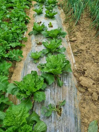 내갈길내가개척님의 2024년 농사 계획은? · 참여글 작성글 사진