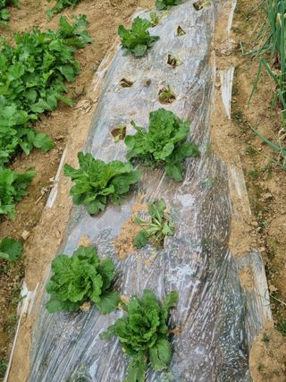 내갈길내가개척님의 2024년 농사 계획은? · 참여글 작성글 사진