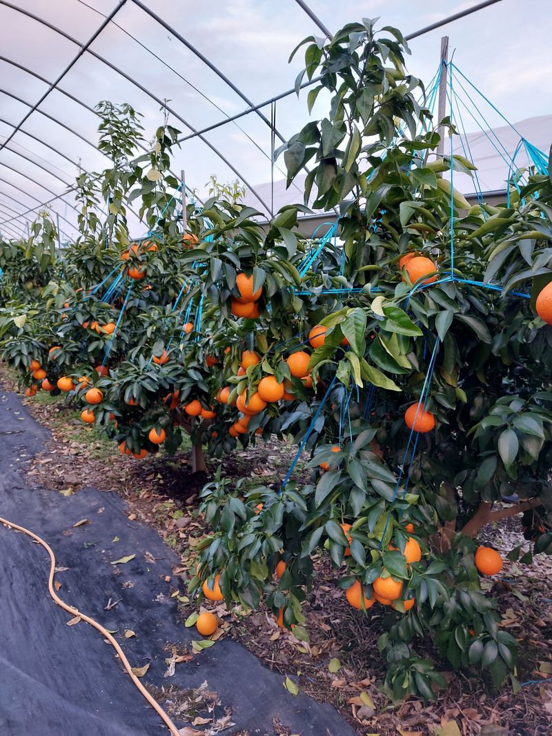 장터 상품 [황금향5키로] 썸네일