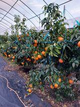 팜모닝 · 게시글 이미지