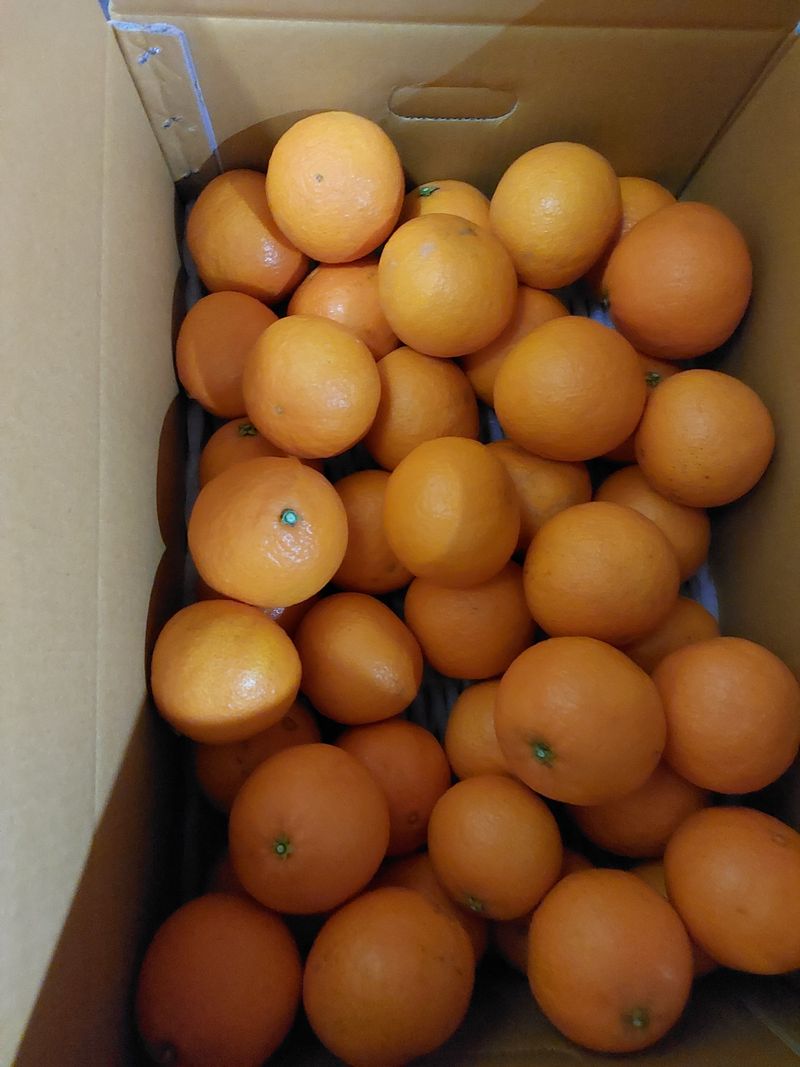 성민감귤농원님의 장터 판매 상품 [황금향5키로] 첨부 사진