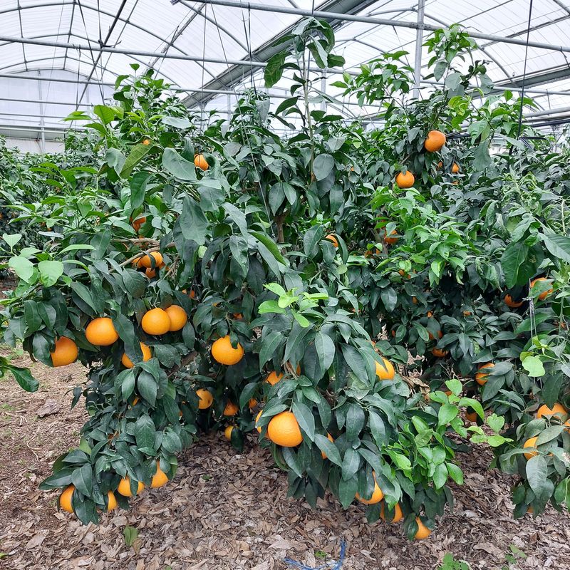 성민감귤농원님의 장터 판매 상품 [황금향5키로] 첨부 사진