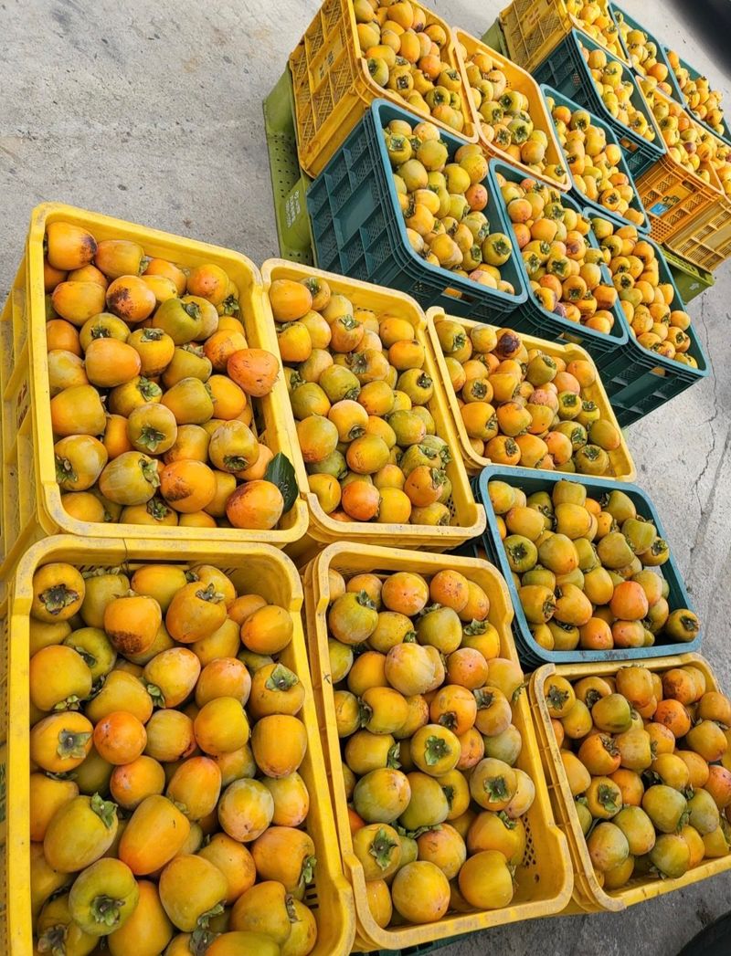 벌꿀*직접생산농장님의 장터 판매 상품 [40세트ㆍ 한정반건시 20과ㆍ1팩] 첨부 사진