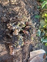 팜모닝 2024년 농사 계획은?·참여글 게시글 이미지